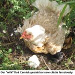 RedCornish_9509