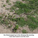 Snake_9482