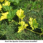 Squashleaves_9499
