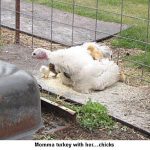 Turkeyandchicks_9516