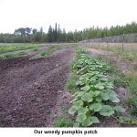 Weedy-pumpkins_9417