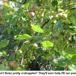crabapples_9546