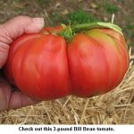 Bill-Bean-tom_9562