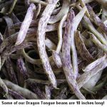Dragon-tongue_9547