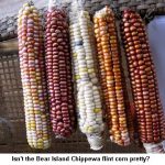 Flint-corn_9642