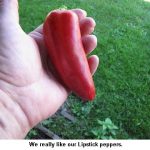 Lipstick-pepper_9580