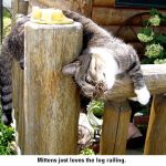 Mittens_9571