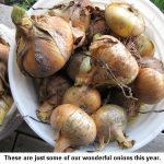 Onions_9586