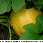 Peeking-pumpkin_9559