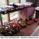 Porch-tomatoes_9640