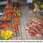 Porchtomatoes_9763