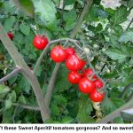 Sweet-Aperitif_9639
