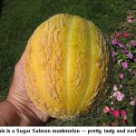 muskmelon_9589