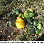 Apachegiant_9769