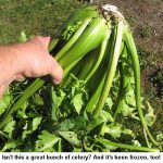 Celery_9824