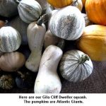 CliffDweller_9831