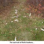 Feather-trail_9836