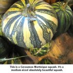 Geraumon-Martinique_9829