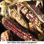 Glassgemcorn_9862