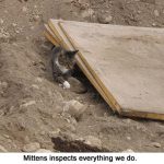 Inspector_Mittens_9842