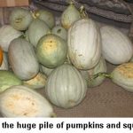 Pumpkinpile_9808