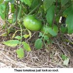 Cooltomato_5809