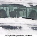 Dogs_0007