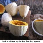 Hopi_0001