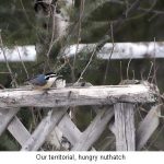 Nuthatch_0059