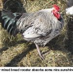 Rooster_0040