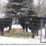 Steers_0045