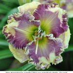 daylily-moon’s-reflections