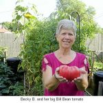 super-bill-bean-tomato