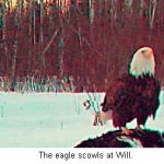 Eagle_SUNP0036