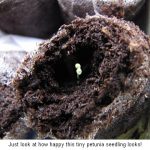 Petunia_8642