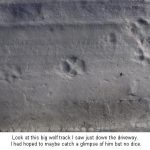 Wolf-track_0075