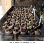 littlepeppers_0079