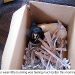 Buckling_0167