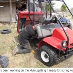 Mule_0161