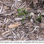 Squills_0136
