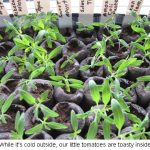 Toasty-tomatoes_0141