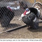 Toms_0153