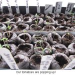 Tomseedlings_0138