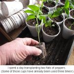 Transplanting_0156
