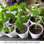 Two-day-peppers_0164