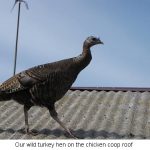 Wild-turkey_0146