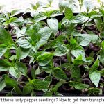 peppers_0137