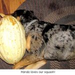 Hondo_Squash_0258