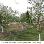 Orchard_0268