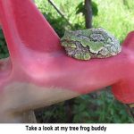 Frog_0345